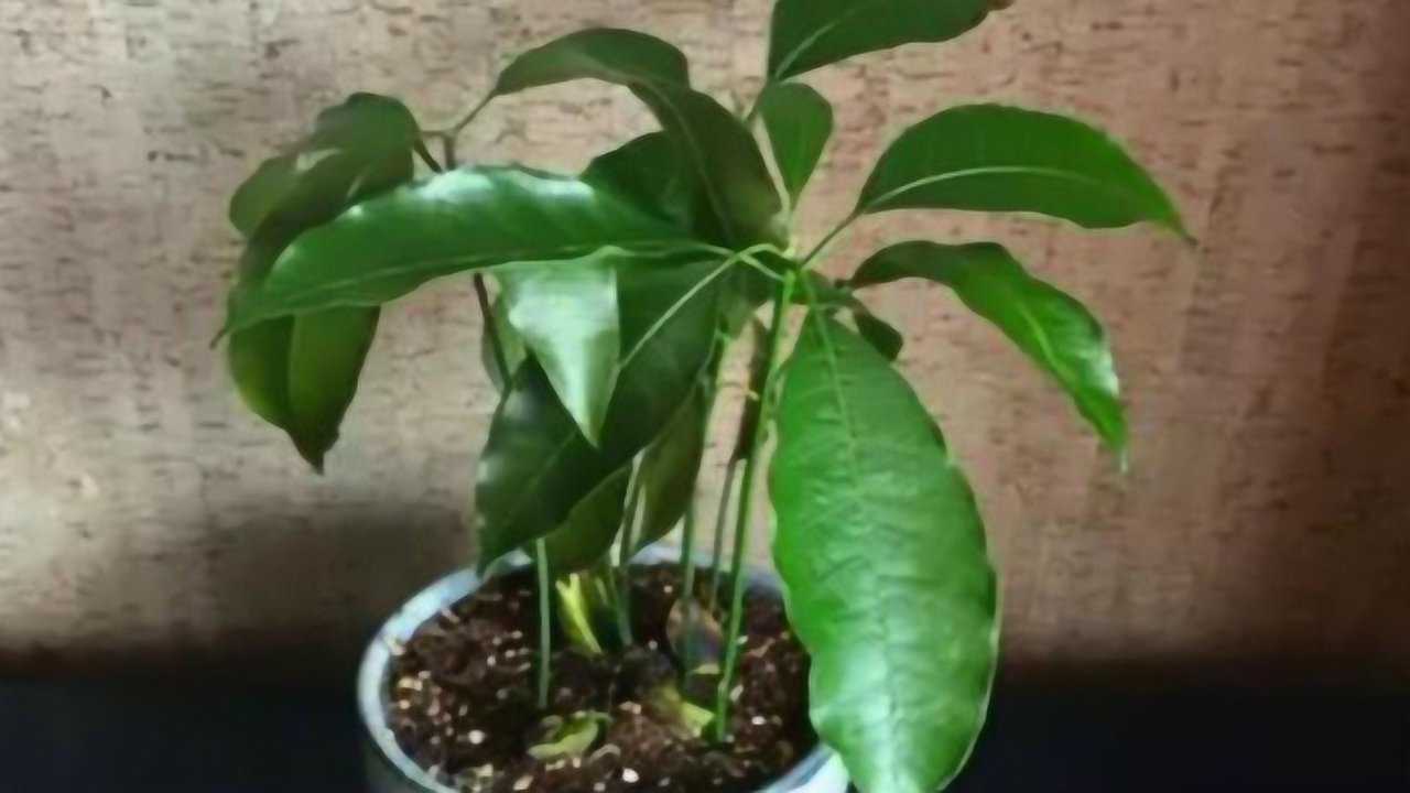 原来种荔枝盆栽,方法这么简单,看完就能学会!_腾讯视频