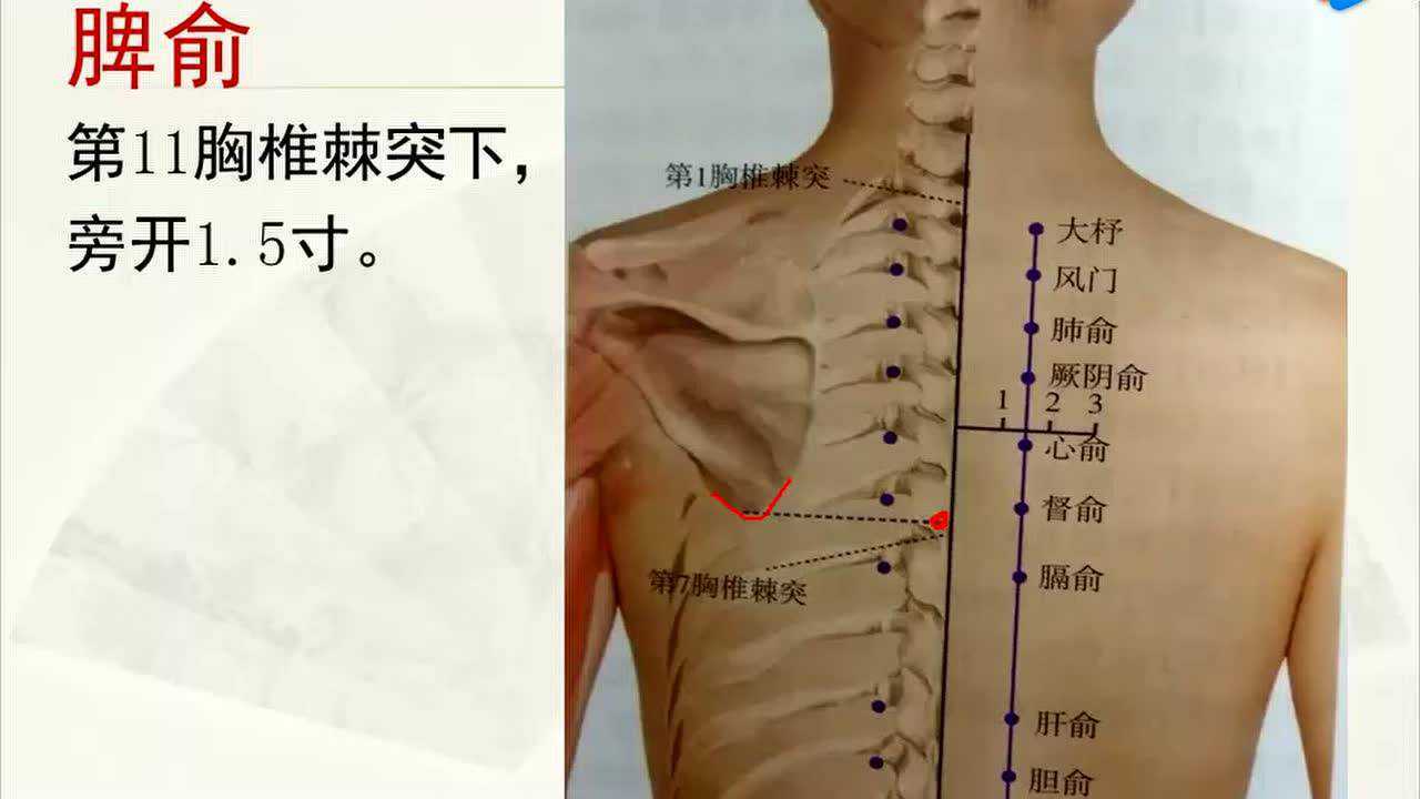 脾俞穴定位法_高清1080P在线观看平台_腾讯视频