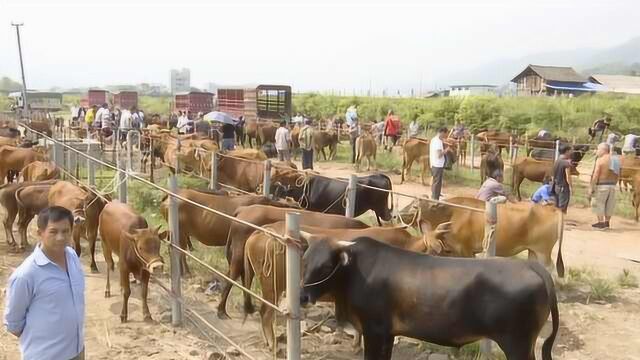 贵州小镇自发形成黄牛交易市场,年交易额3亿,牛贩日挣千元