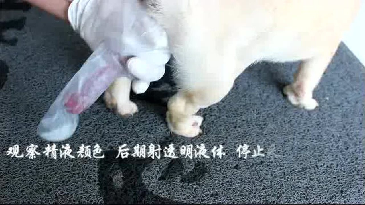 采精袋采精的过程_腾讯视频