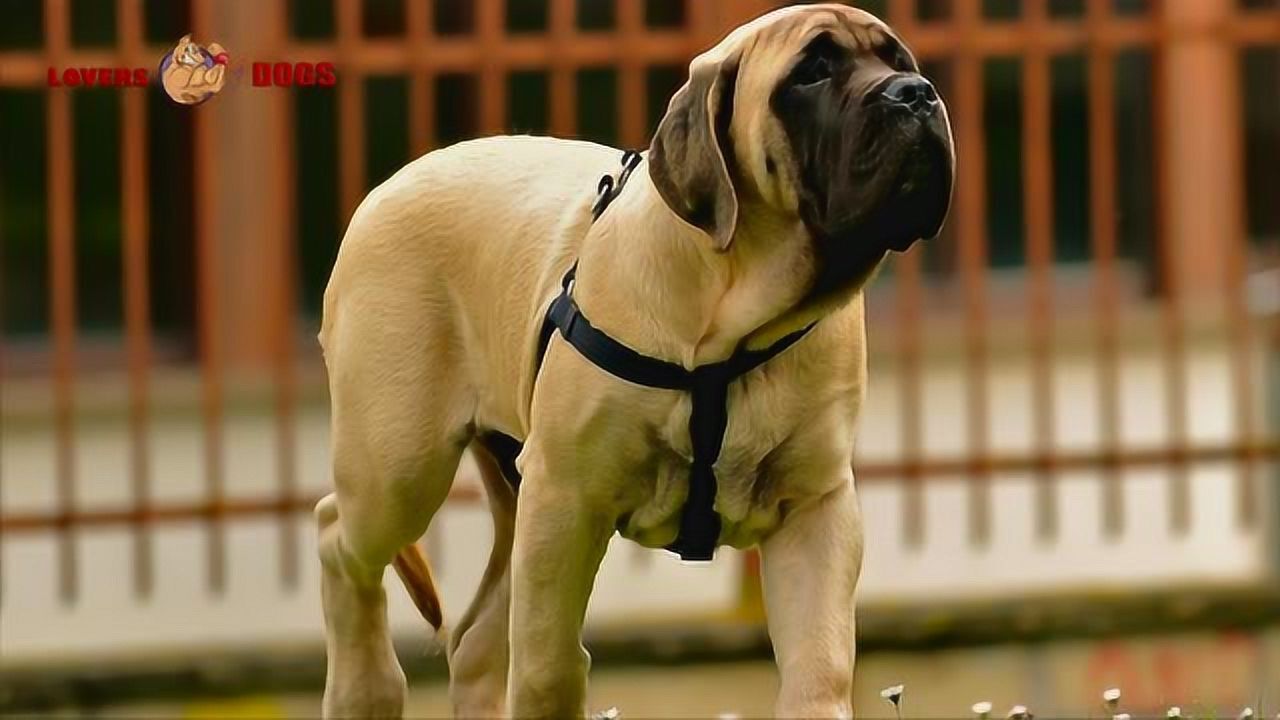 英国獒长得到底多霸气近距离感受一下