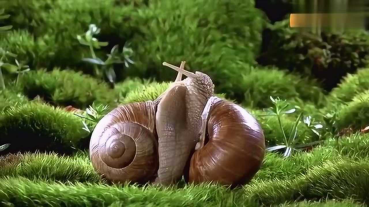 两只蜗牛图片爱情图片