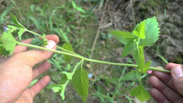 这种植物“飞机草”,相信很多人都见过,它的止血功效很不错