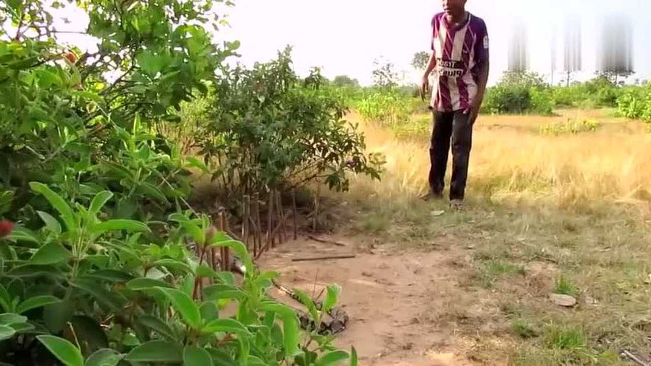野外捕蛇实拍最简单的捕猎技巧方法很实用