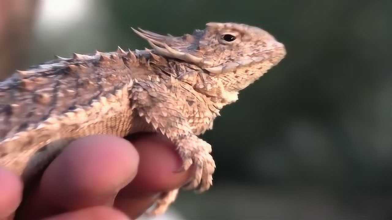 疯狂荒野:动物世界之帝王角蜥蜴,这名字够霸气