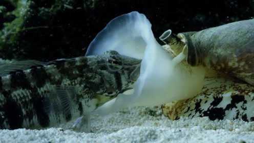 鸡心螺悄悄靠近睡着的鱼可以释放毒刺狩猎网友看来是不能吃了