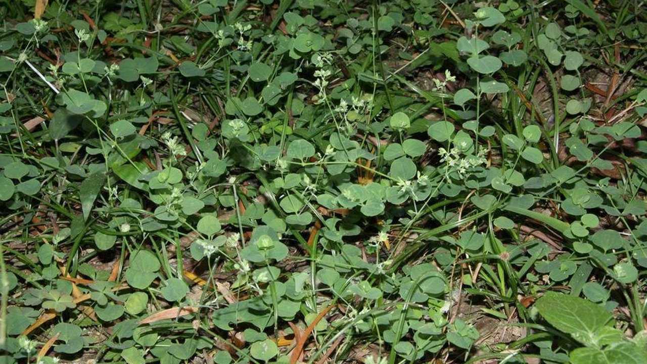 农村紧急退烧秘方这种野草煎汤放几块冰糖比冰袋强10倍