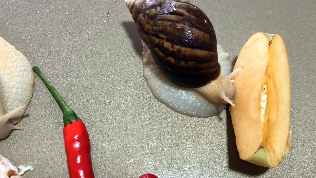 蜗牛喜欢吃什么食物——小蜗牛抓周记