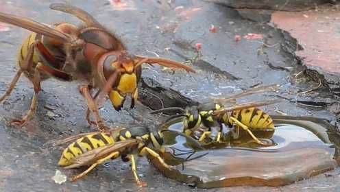 黄蜂正在吃蜂浆，忽然飞来了一只大胡蜂，大战就此拉开了序幕！
