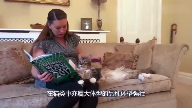 温柔的巨猫,缅甸猫体长120厘米,长大后的它你都不一定抱得动