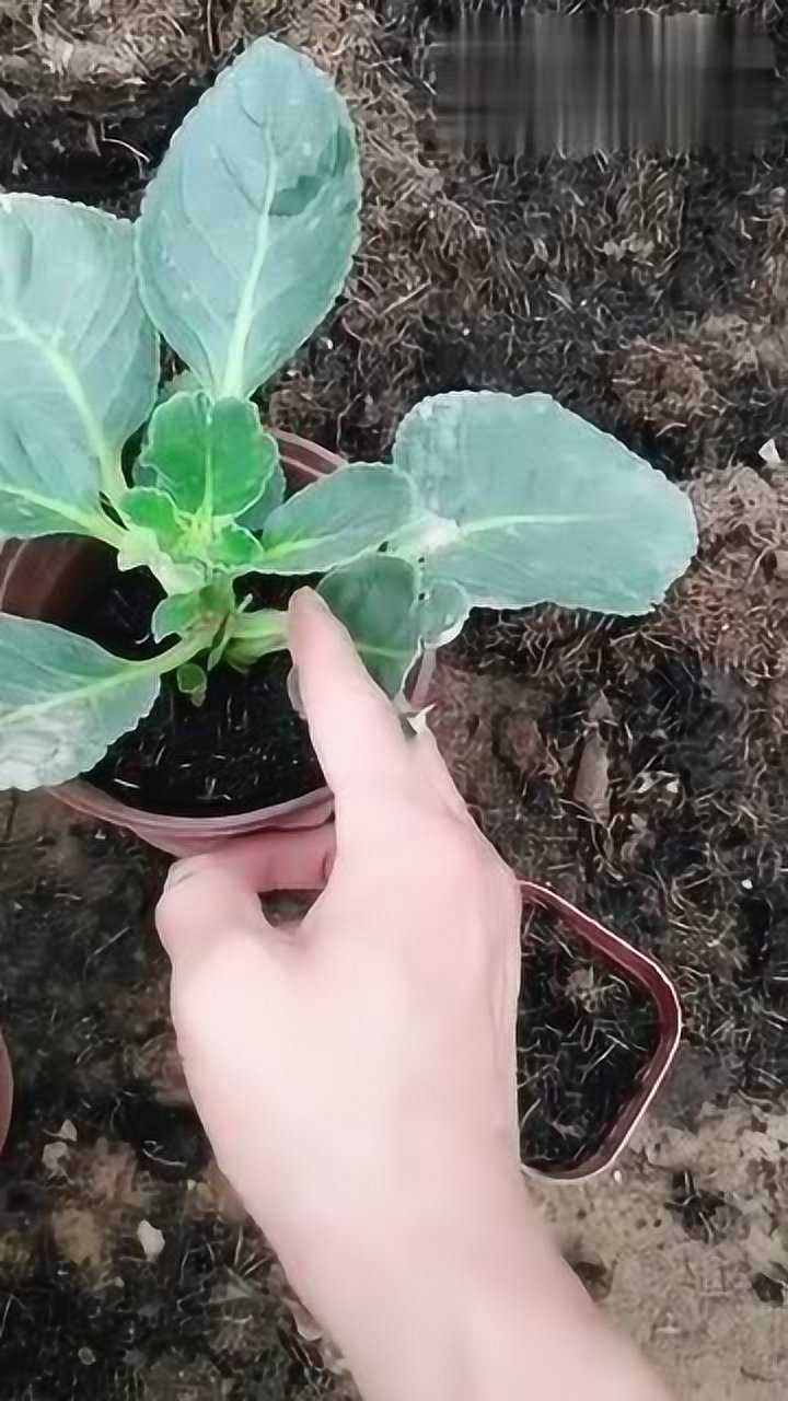 扦插芙蓉花的小妙招,叶子这样处理保证能成活!