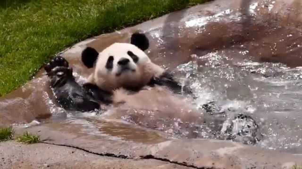 原来国宝大熊猫也会游泳仰泳姿势超可爱论卖萌你是认真的