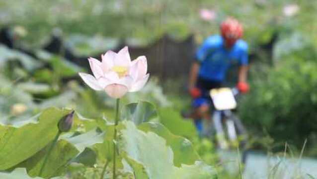 福建省荷花之乡,建宁为什么会吸引上1000人来骑自行车?去看看