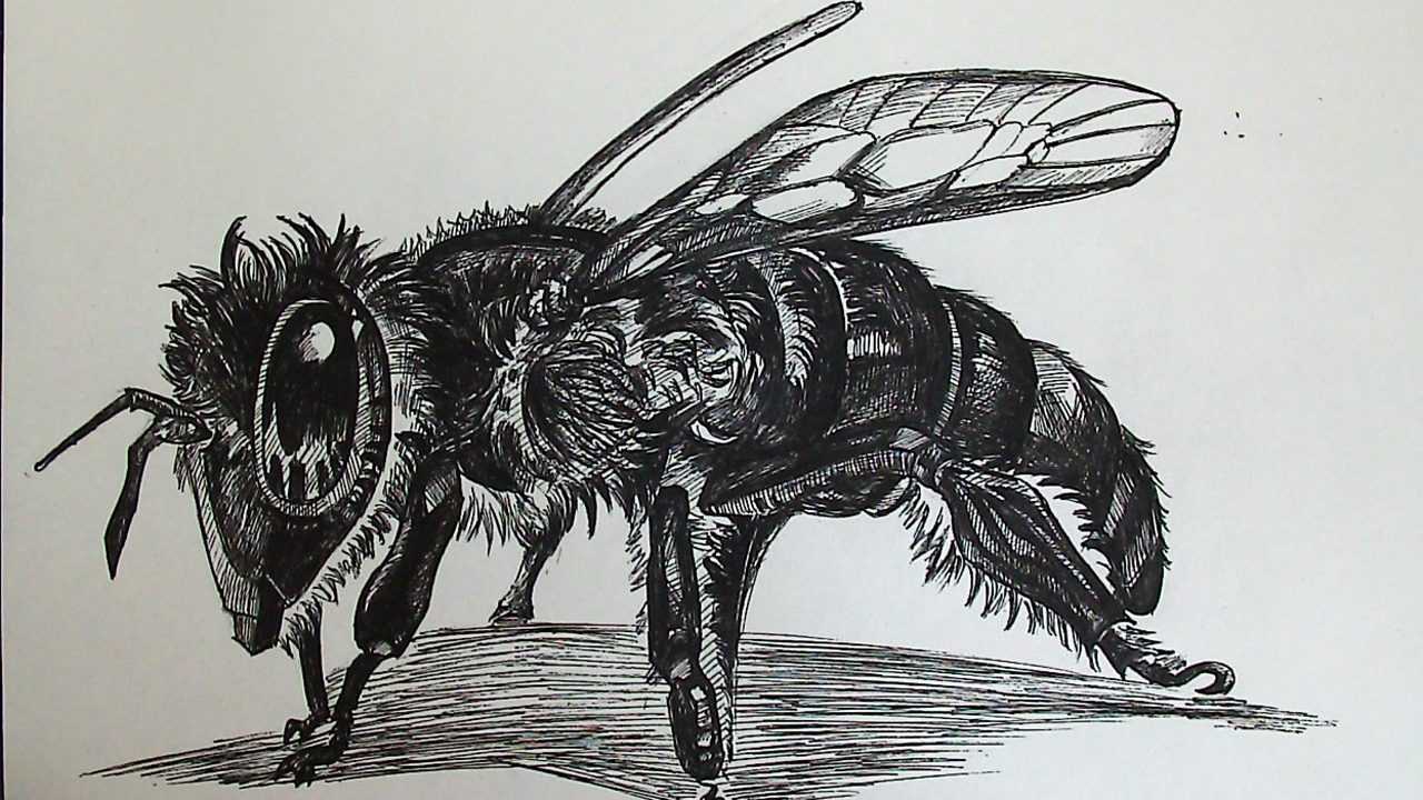 蜜蜂素描画简单图片