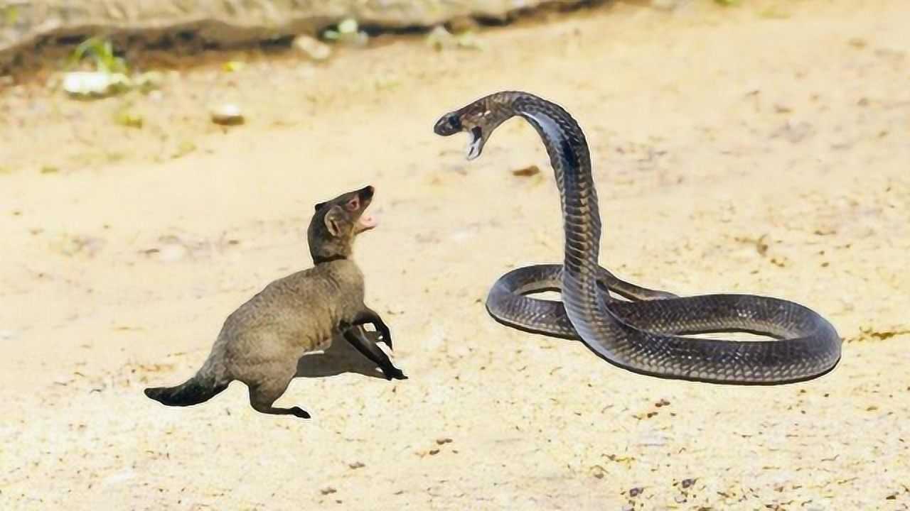 网友:毒蛇之王的名号是自封的吧?