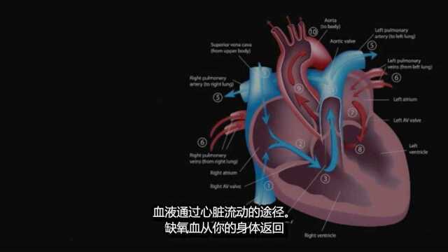 你有必要了解的心脏知识 血液是如何在心脏里完成交互流通的