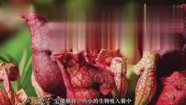 狸藻的捕虫速度有多快?大数据告诉你:从吸引到捕捉仅0.01秒