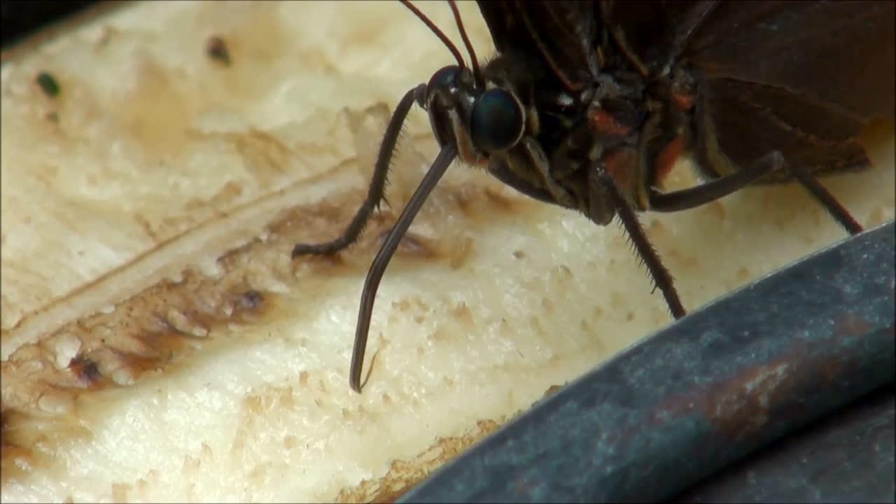 蓝闪蝶吸食水果
