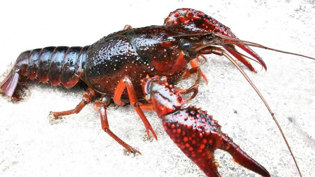 澳洲龙虾泛滥图片