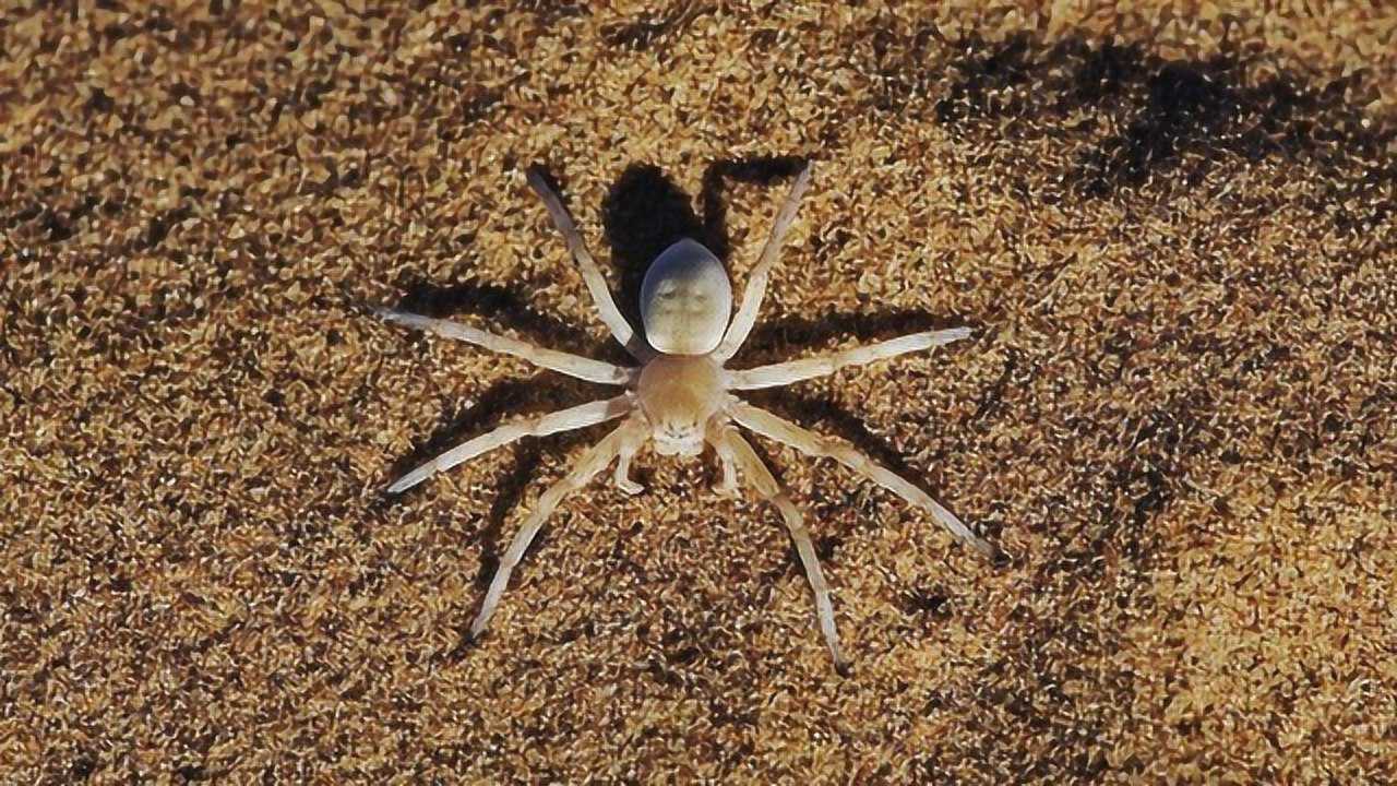 获得过吉尼斯记录的巴西流浪蜘蛛