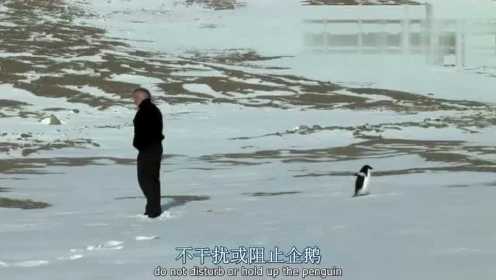 纪录片《在世界尽头相遇》 中的一只企鹅 它离开大部队