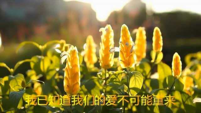 一首催泪情歌《假情真爱》歌词太伤感,句句戳心