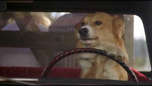小狗为了回到主人身边，连开车都学会了，一部喜剧冒险电影