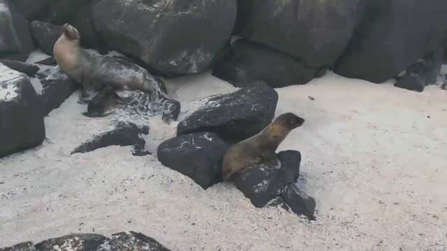 太萌了科隆群岛的海狮宝宝