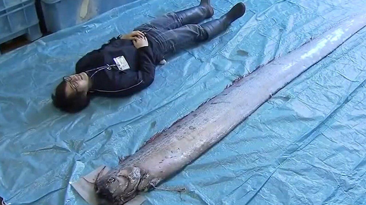 巨大皇带鱼现日本海岸 超过2个成年人身长