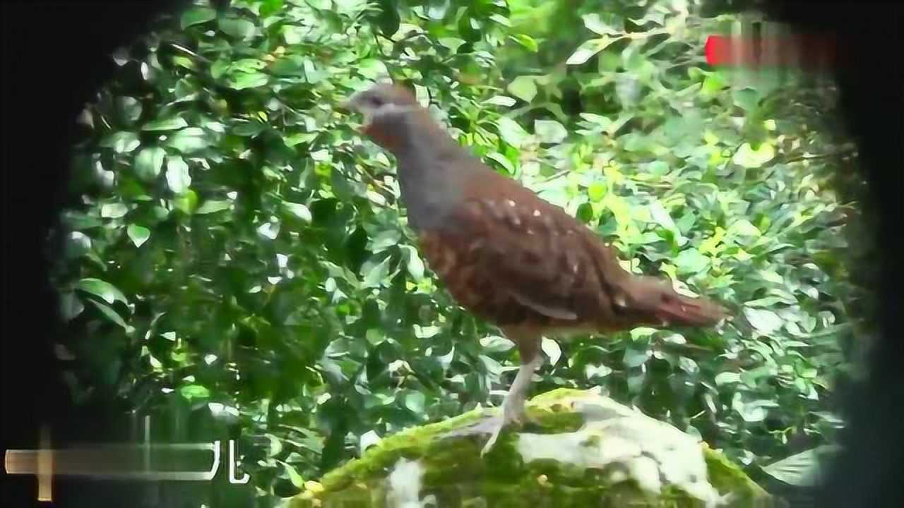 走进镜头的竹鸡,叫声很响亮,拍到很难得!