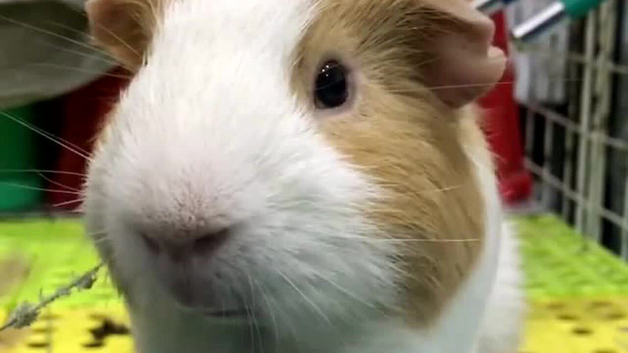 荷兰猪吃东西的样子太魔性了!