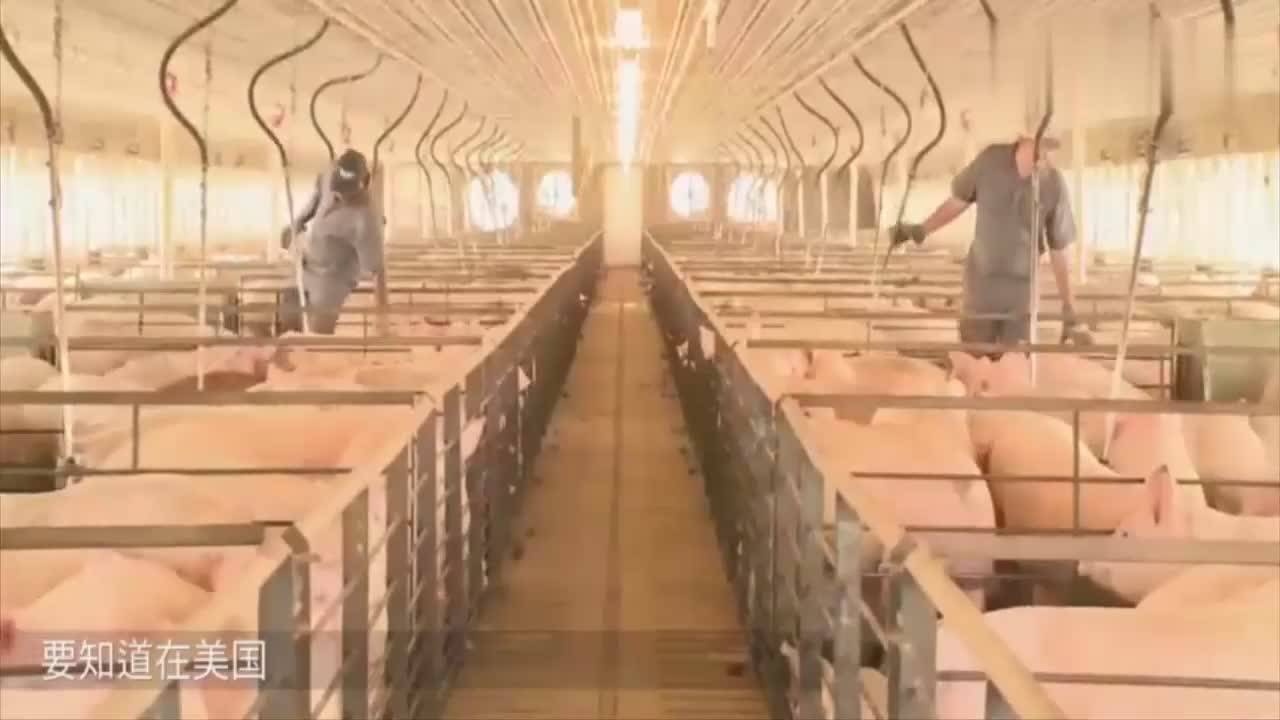 智能养猪场，国外养猪场喂猪太先进，几千头猪你敢想吗_腾讯视频