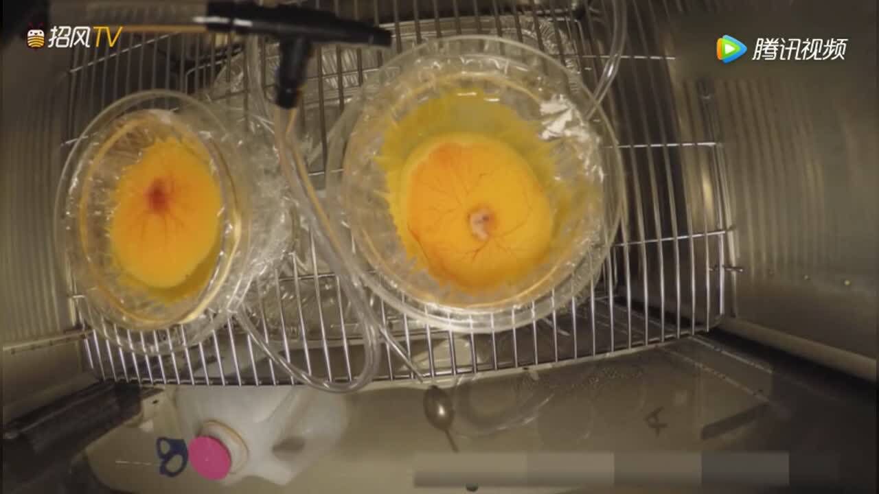 全程拍下小鸡胚胎发育过程，太神奇了！都能看到心脏在跳动_腾讯视频