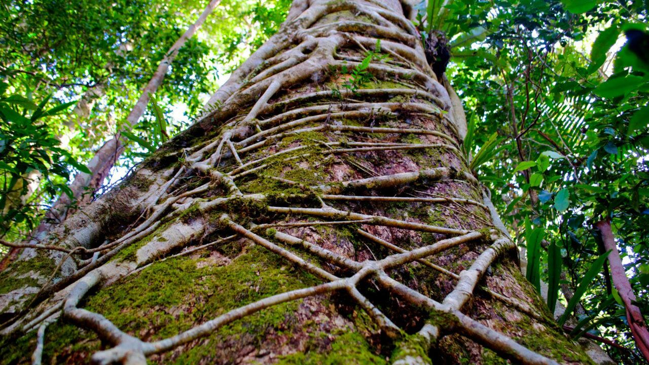 绞杀榕:赖在“主人”家不走,有时还会杀死主人_高清1080P在线观看平台_腾讯视频