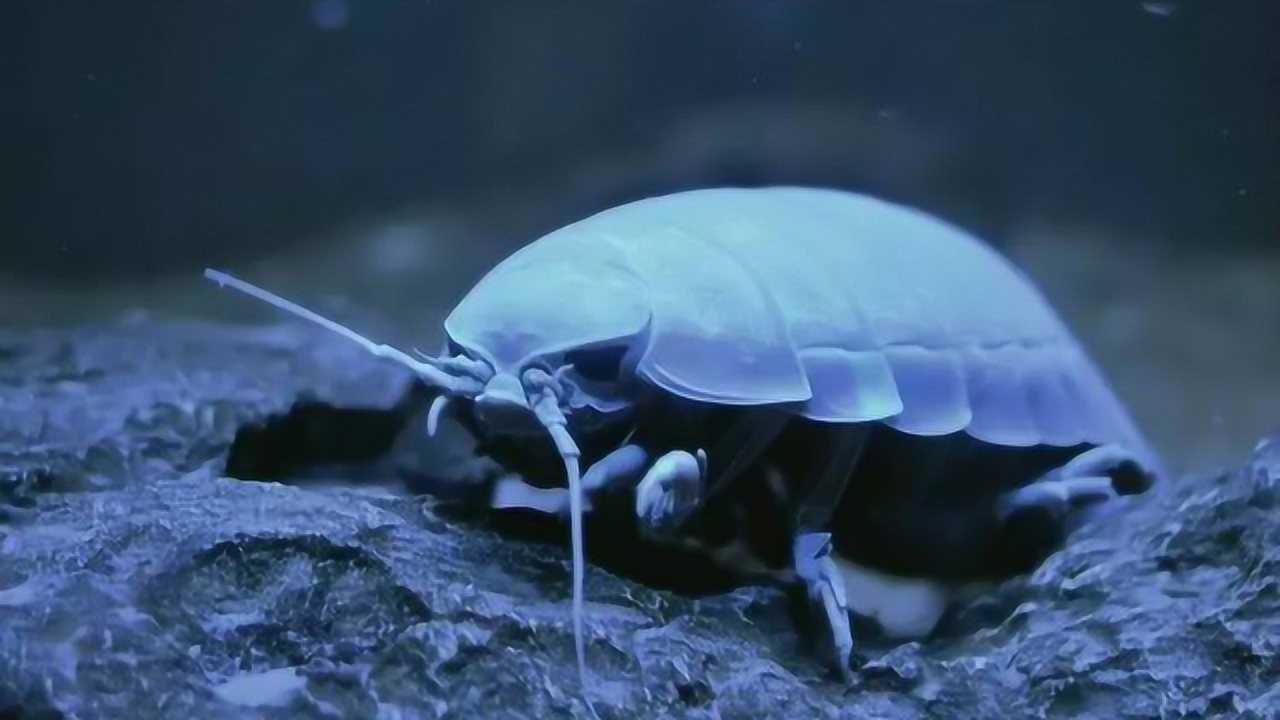 巨型虱子比人脸还要长,它们遍及整片深海