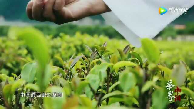 林芝是中国茶叶最西部的原产地,独有的酥油茶