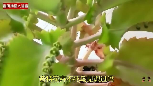 花卉\