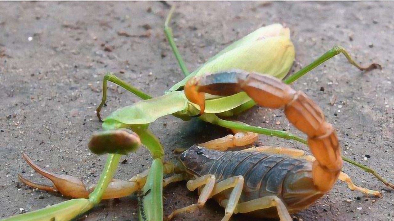 "五毒之首"的蝎子大战螳螂,究竟谁才是最后赢家?答案让人意外!