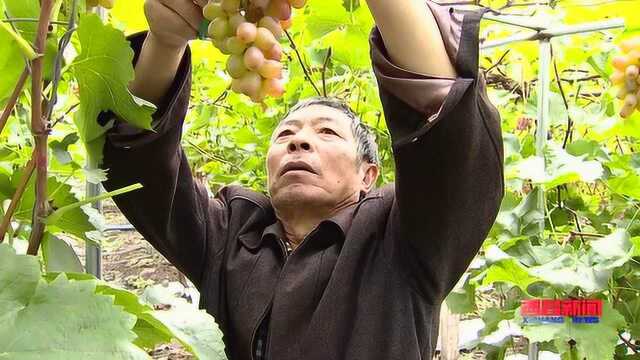 改革开放40年——凤凰村“浴火重生”新时代新农村新发展 下