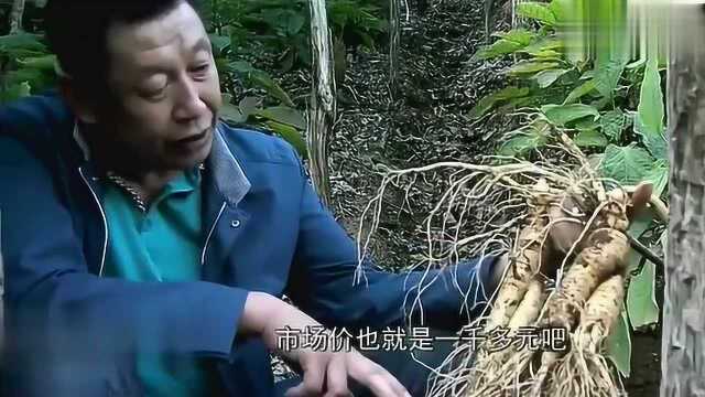 大叔研发出人参种植新方法,种出的参泡成酒竟能卖2万一瓶!