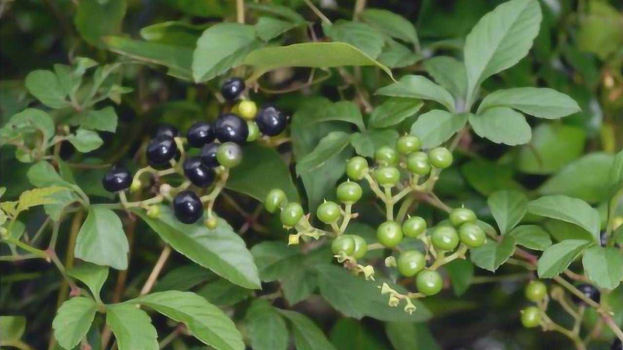三高的"克星"找到了 每天吃点 清血栓化血管 血压悄悄降低