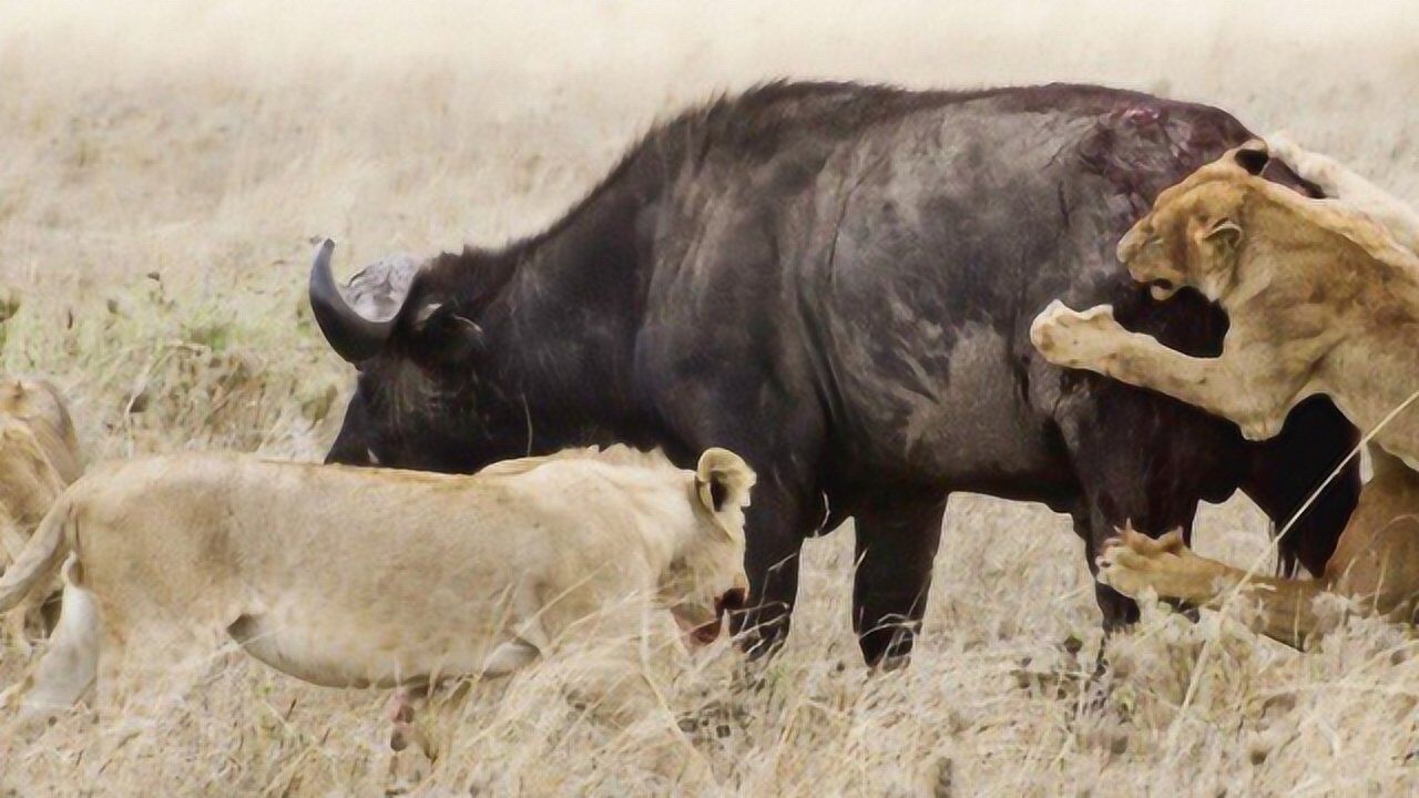 動物世界獅子大戰水牛水牛落單了還能打得過獅子嗎