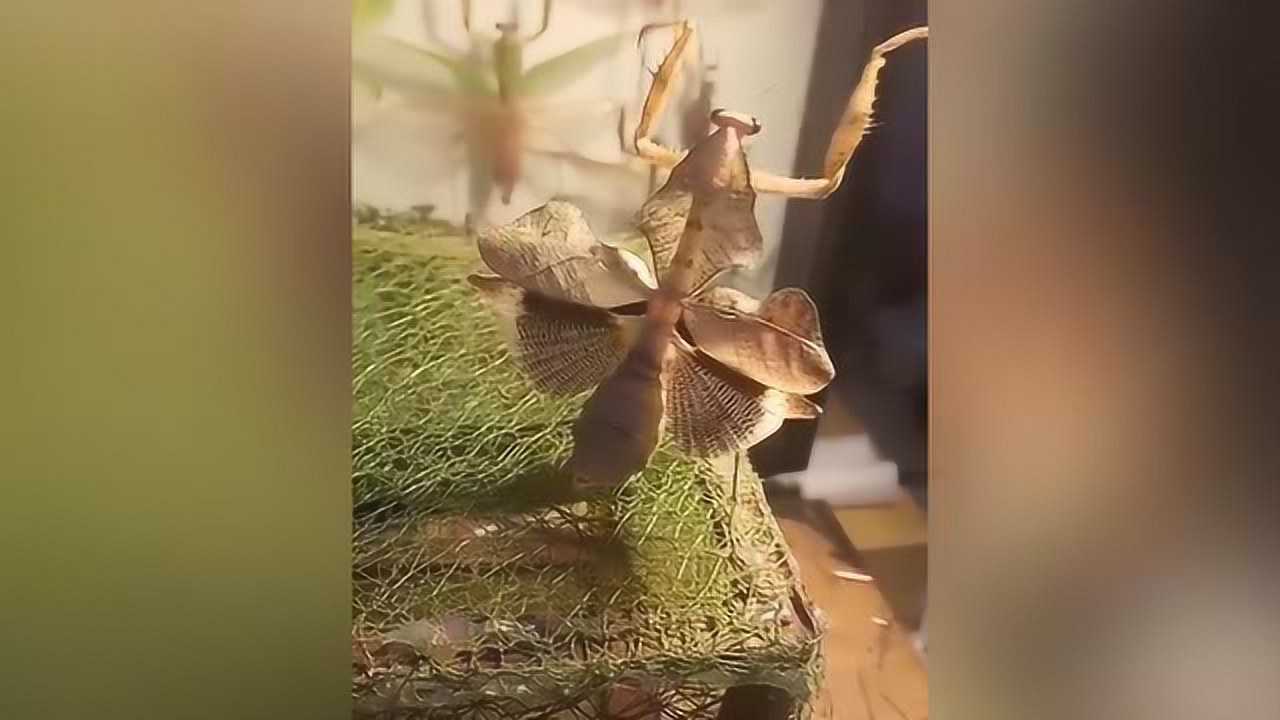 伪装大师!网友晒出菱背枯叶螳螂 轻轻一碰就变身