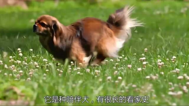 天生有气势的西藏小猎犬,最擅长看家!