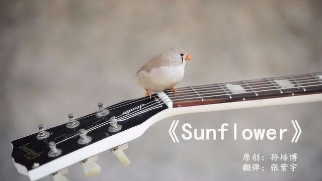 超好听经典指弹吉他曲《sunflower》分享给大家