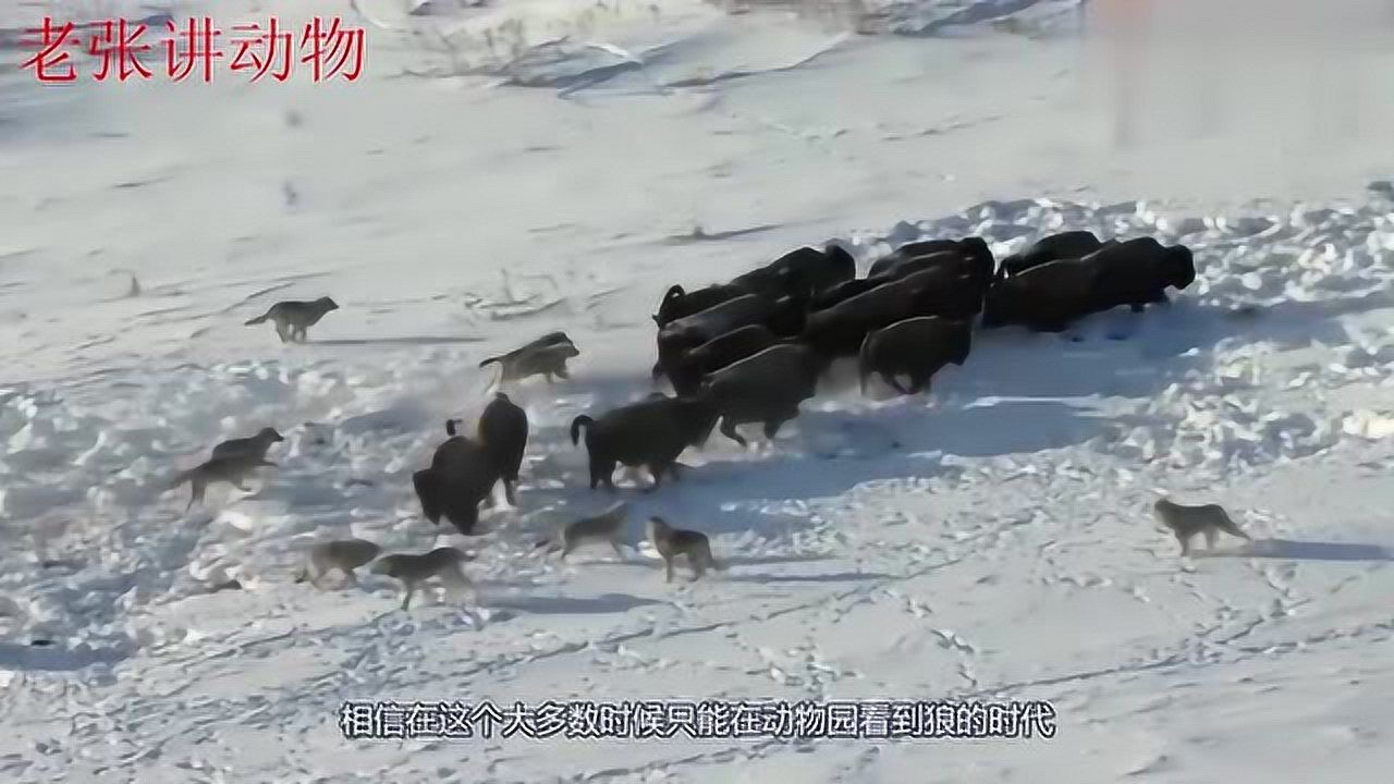 狼群围猎羚羊,最终羚羊选择跳下悬崖求生存,镜头拍下全过程!_腾讯视频