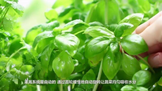 这台室内种植机全年可收获90种果蔬