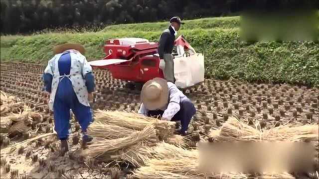 山区大叔发明的水稻脱粒机,因地取材,真是太牛了!