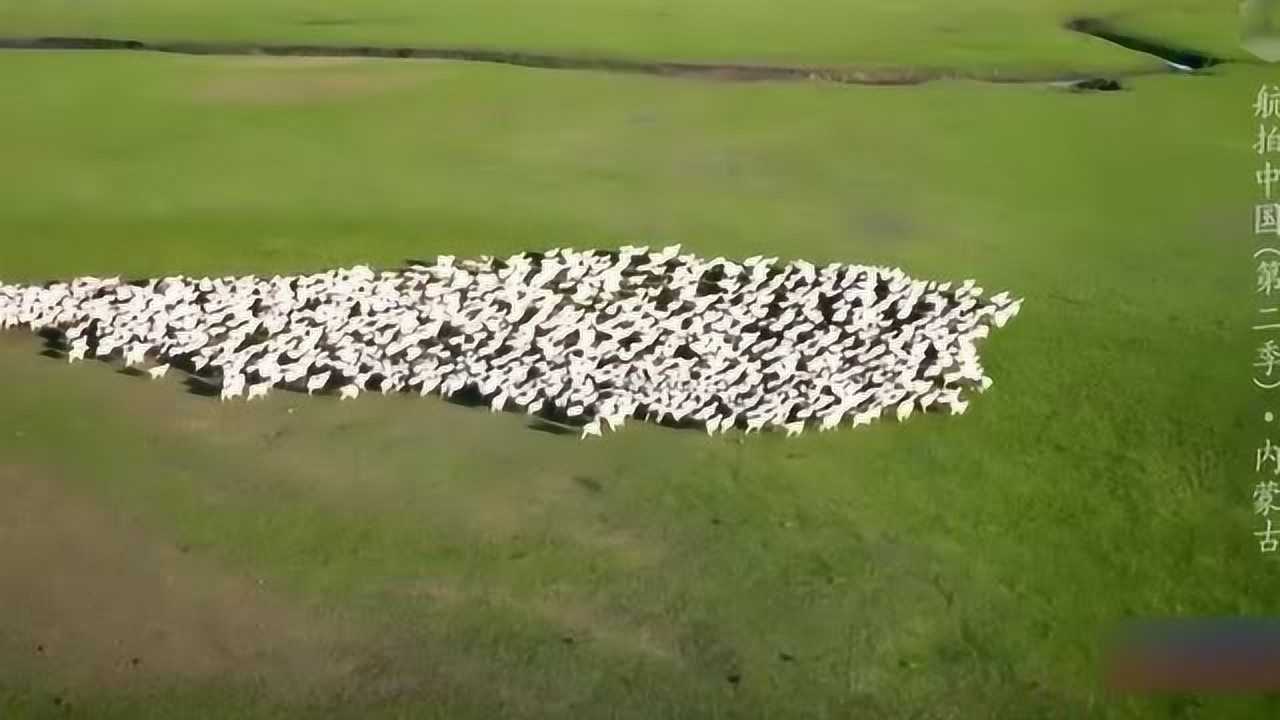 航拍中国:绵羊是草原上的特色,羊群效应是对绵羊性格最好的阐释_高清1080P在线观看平台_腾讯视频