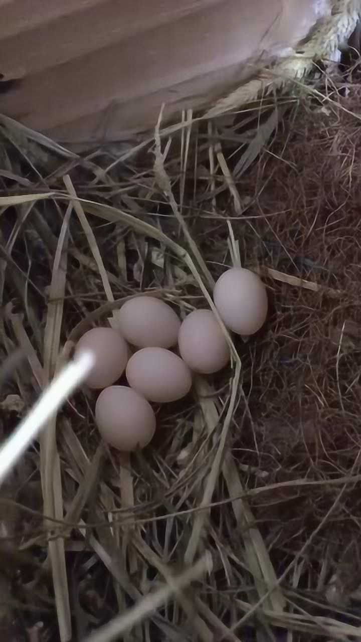 進來看白麻雀鳥蛋了哈哈兩隻母鳥每次都一起下蛋但都不會喂小鳥